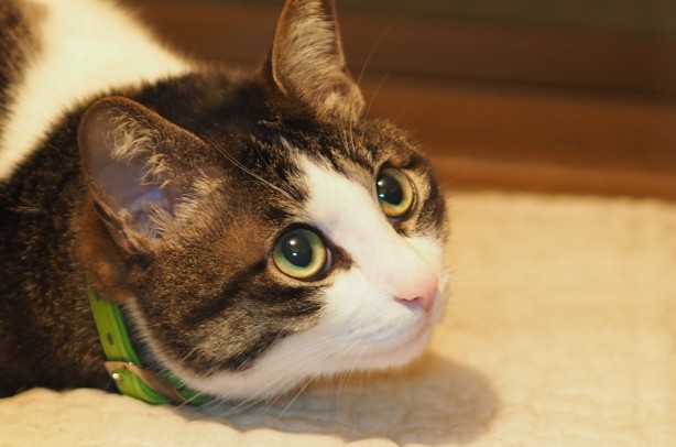 上目使いの猫