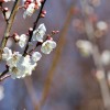 撮像センサーの画素数が多ければ高性能なの？