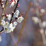 撮像センサーの画素数が多ければ高性能なの?
