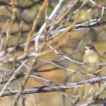 デジカメ初心者でも野鳥撮影して楽しもう！！！