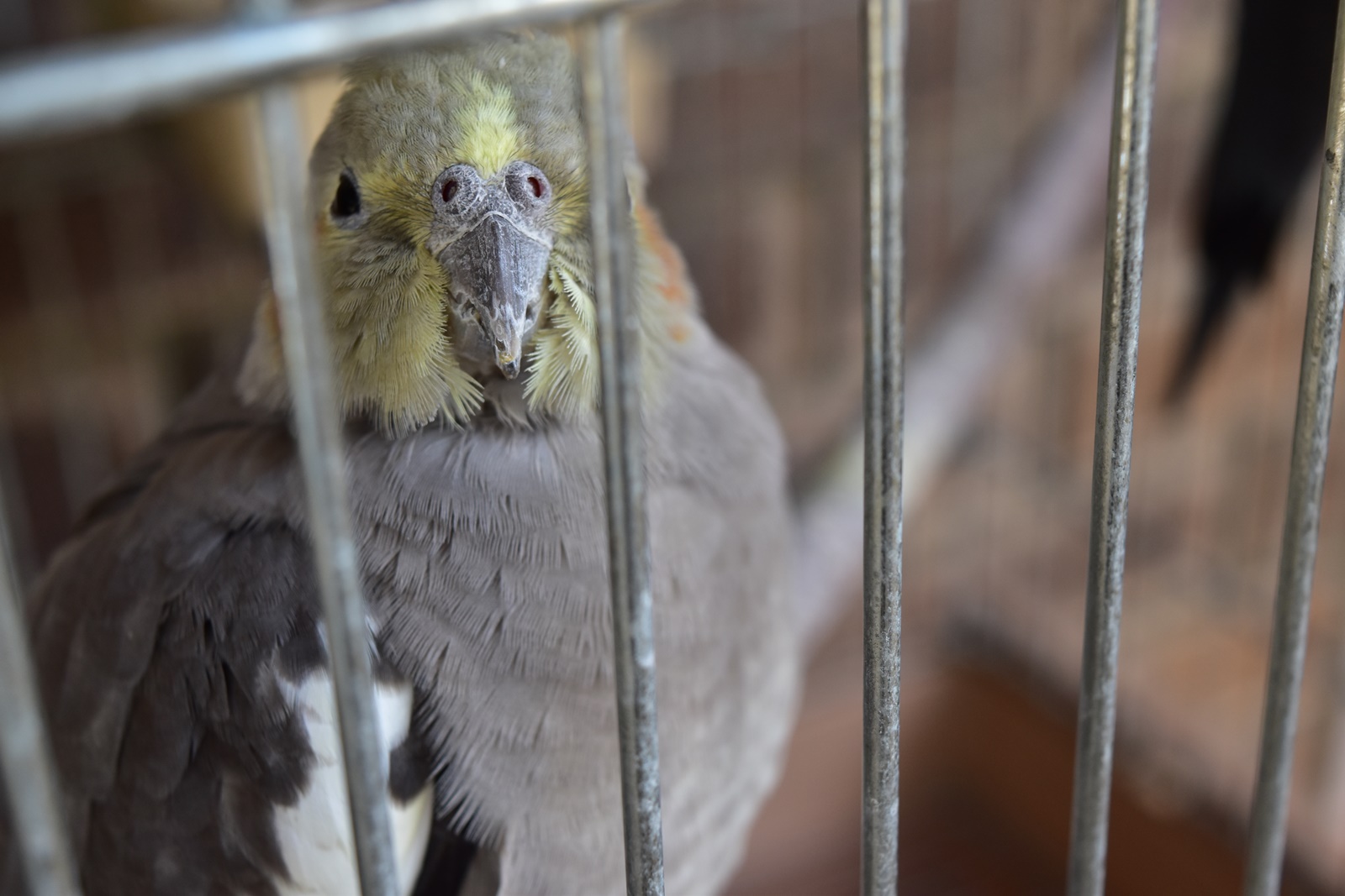 Nikon D5500 ダブルズームレンズキットで野鳥を撮影。野鳥の森公園 Nikon D5500 ダブルズームレンズキットで野鳥を撮影。野鳥の森公園