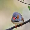 Nikon　D5500　ダブルズームレンズキットで野鳥を撮影。野鳥の森公園