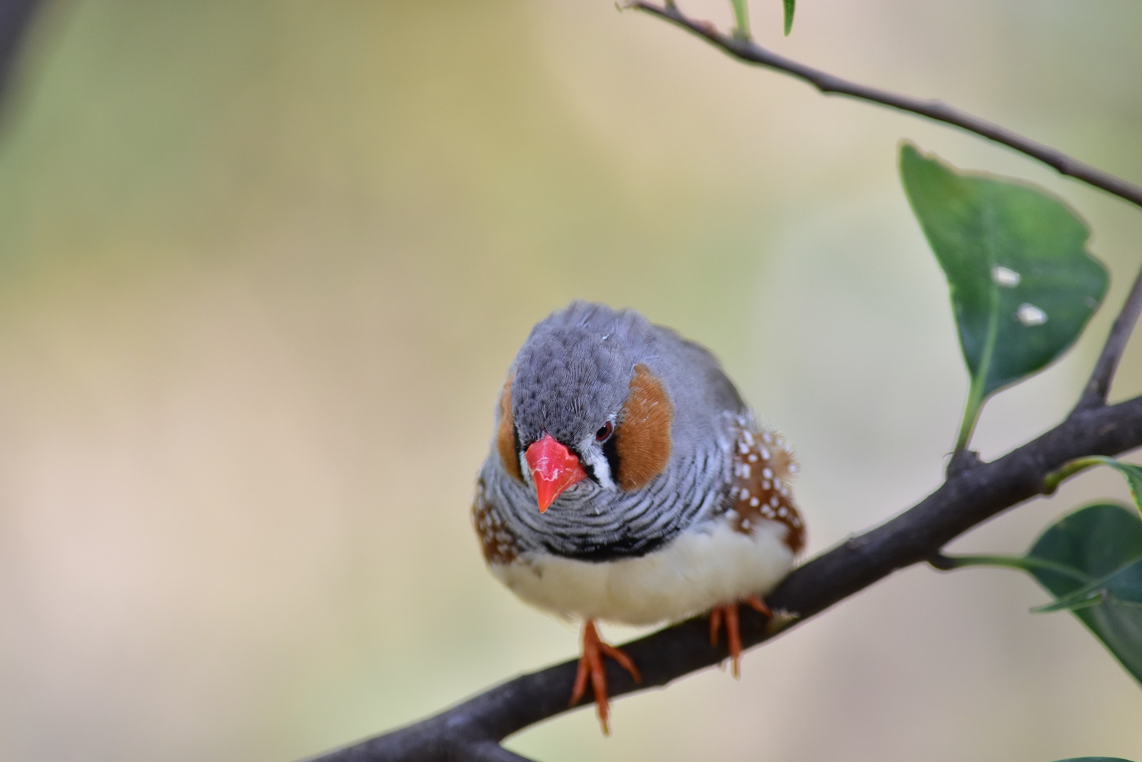 Nikon D5500 ダブルズームレンズキットで野鳥を撮影。野鳥の森公園 Nikon D5500 ダブルズームレンズキットで野鳥を撮影。野鳥の森公園