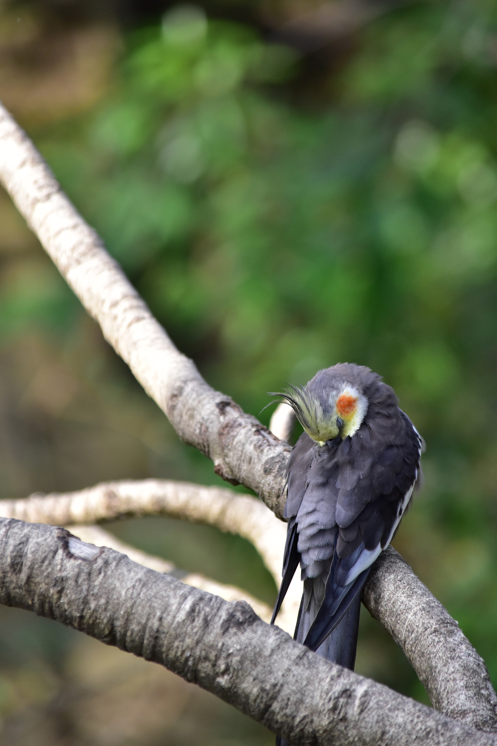 Nikon D5500 ダブルズームレンズキットで野鳥を撮影。野鳥の森公園 Nikon D5500 ダブルズームレンズキットで野鳥を撮影。野鳥の森公園