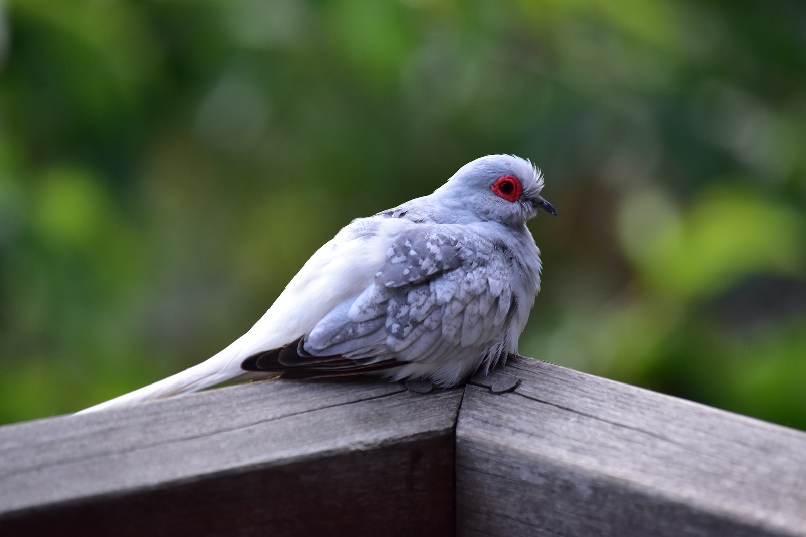 Nikon D5500 ダブルズームレンズキットで野鳥を撮影。野鳥の森公園 Nikon D5500 ダブルズームレンズキットで野鳥を撮影。野鳥の森公園